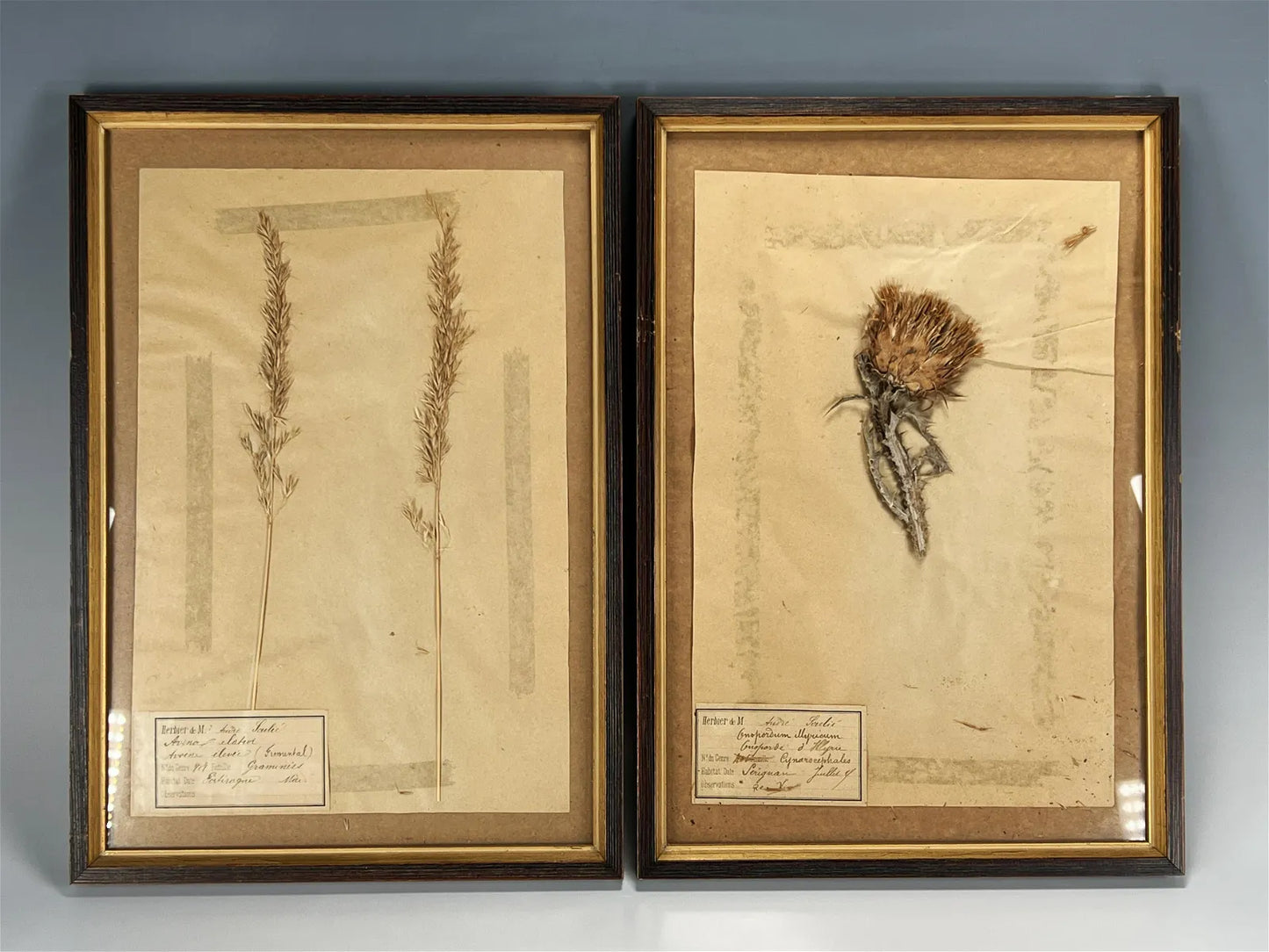 PAIR OF VINTAGE PRESSED THISTLE & OAT GRASS
