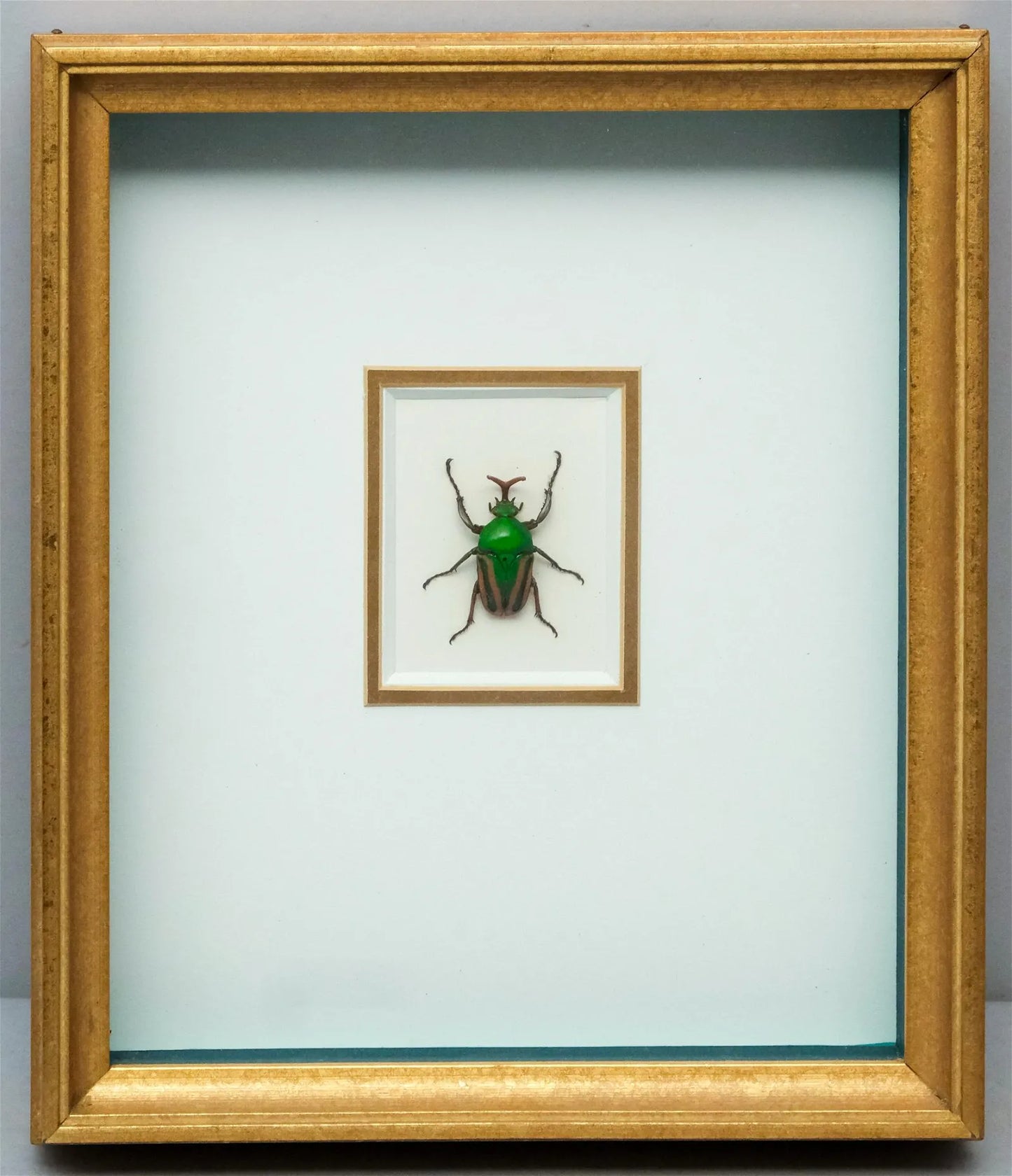 Framed and Mounted African Beetle