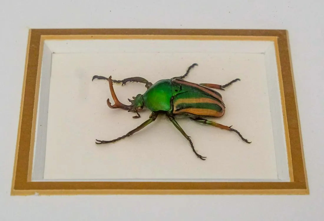 Framed and Mounted African Beetle