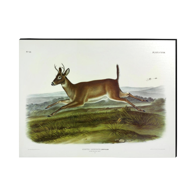Antique Single Deer Print